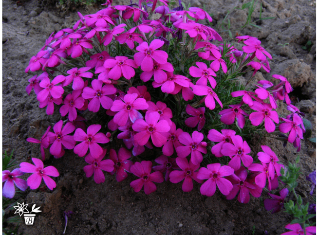 Phlox douglasii   'Crackerjack'